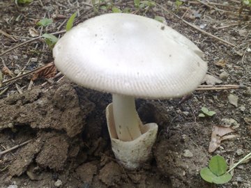 Funghetto in crescita